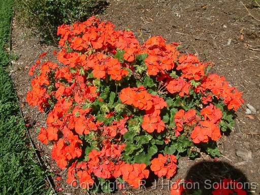 Geranium. Red 2 